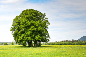 Fototapeta na wymiar Baum in einem Feld