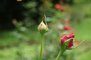 赤いバラのつぼみ