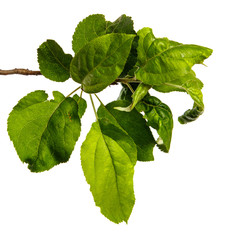 apple tree branch with green leaves on a white background