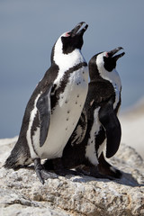 A singing couple of penguins standing on the rocks