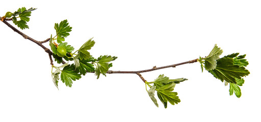 gooseberry bush branch with green leaves and berries on a white background