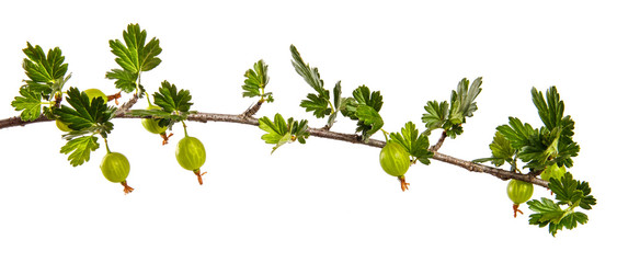 gooseberry bush branch with green leaves and berries on a white background