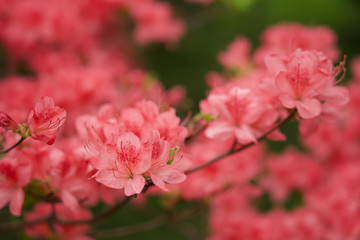 ヤマツツジ 赤城山 赤城神社 参道