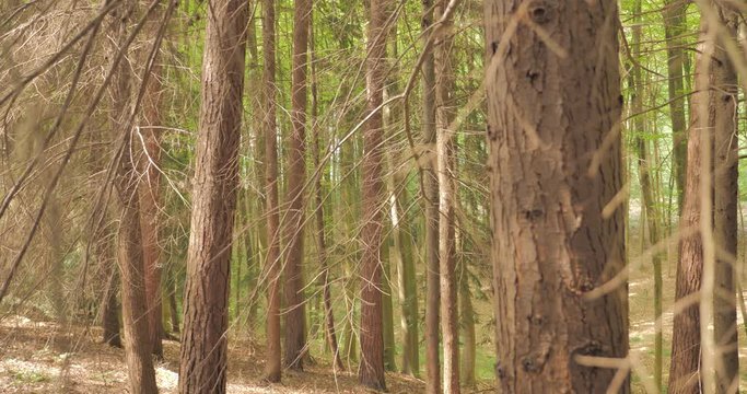 tronc  d'arbre de sapin dans un bois 