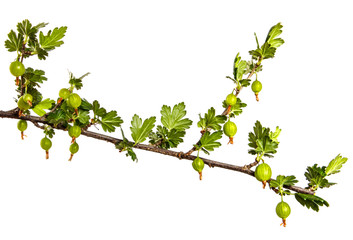 gooseberry bush branch with green leaves and berries on a white background