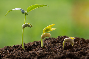 The seedling growing sprout (tree) from the rich soil