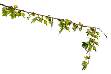 gooseberry bush branch with green leaves and berries on a white background