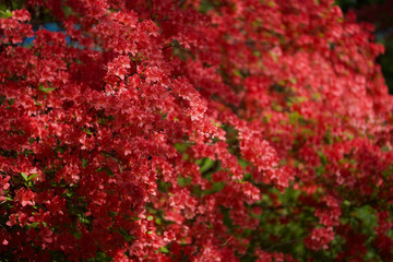 ヤマツツジ 赤城山 赤城神社 参道