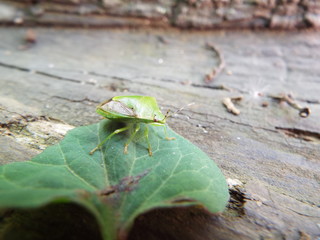 ツヤアオカメムシ stink bug