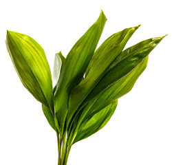 young green leaves of lily of the valley on a white background
