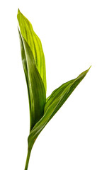 young green leaves of lily of the valley on a white background