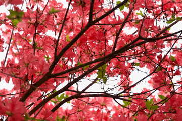 ヤマツツジ 赤城山 赤城神社 参道