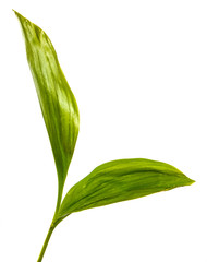 Fototapeta premium young green leaves of lily of the valley on a white background