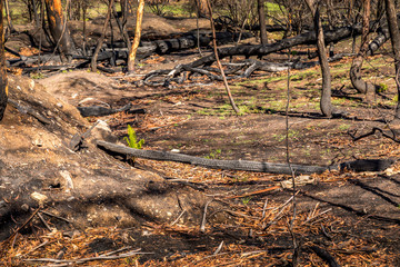 Fototapeta na wymiar First plants start to grow again in a forest in the Snowy Mountains, burnt down during the bush fires in Australia. Nature comes back to life.