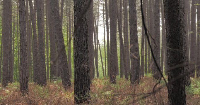 tronc  d'arbre de sapin dans un bois 