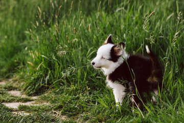 Naklejka na ściany i meble Mini Australian shepherd puppy stands in tall green grass