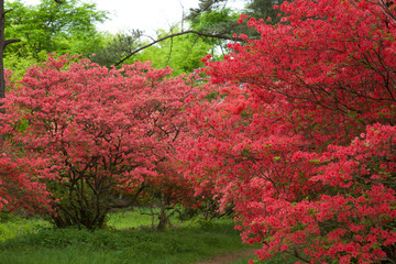 ヤマツツジ 赤城山 赤城神社 参道