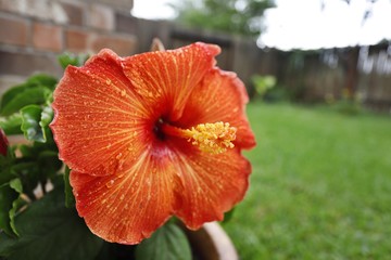 Hibiscus in the garden