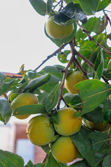 Natural persimmon tree