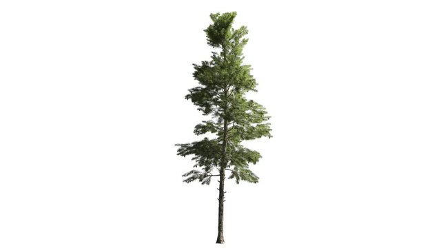 High quality 3d tree on the wind. Light direction from 2 o'clock. 16 bit ProRes 4444 (with Alpha channel, simple to use - just drag&drop. No need to use keying, luma etc...). Best for compositing