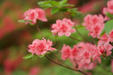 Obraz premium ヤマツツジ 赤城山 赤城神社 参道