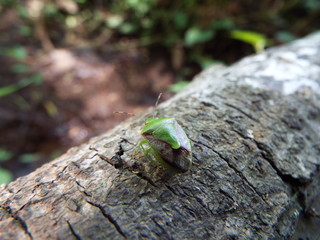 ツヤアオカメムシ stink bug