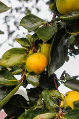 
Fresh persimmons fruit on tree