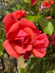 red rose bush