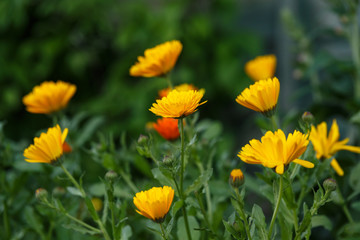 Orange Calendula officinalis Flower in summer garden