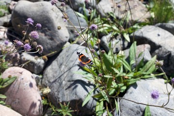 Beautiful Amiral butterfly in Scandinavian landscape