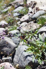 Beautiful Amiral butterfly in Scandinavian landscape
