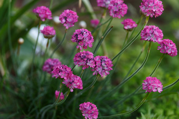 Beautiful pink magenta Sea thrift Armeria Maritima flowers in summer garden