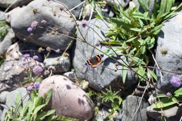 Beautiful Amiral butterfly in Scandinavian landscape