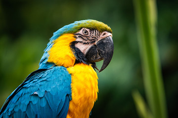 blue and yellow macaw