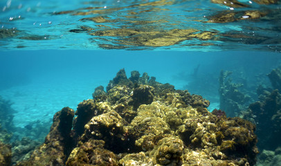 Naklejka na ściany i meble images of the world under the sea, in the caribbean sea
