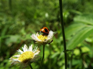ナナホシテントウ lady bug