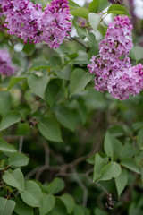 Fototapeta na wymiar pink lilac flowers