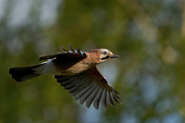 Obraz premium Eurasian jay (Garrulus glandarius) in its natural enviroment