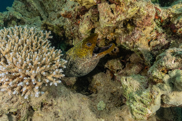 Moray eel Mooray lycodontis undulatus in the Red Sea, eilat israel
