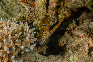 Obraz na płótnie Canvas Moray eel Mooray lycodontis undulatus in the Red Sea, eilat israel 