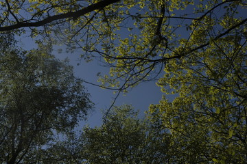 trees and sky