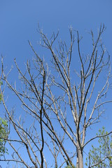 Naturlandschaft beim Sihlsee in der Schweiz am 18.5.2020