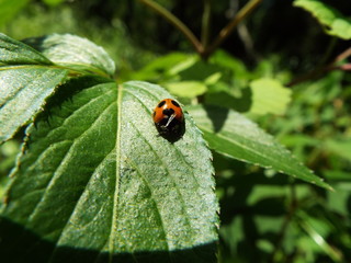 ナナホシテントウ lady bug