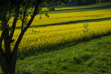  rapeseed field