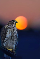 Night Fever