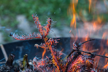 Feuerschale mit Nadelholz