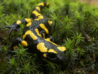 Feuersalamander im Waldmoos