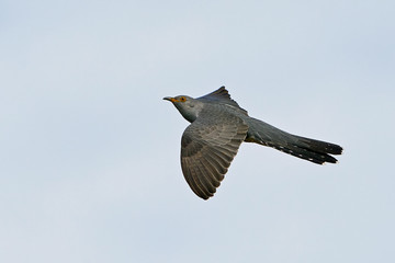 Common cuckoo (Cuculus canorus) in its natural enviroment