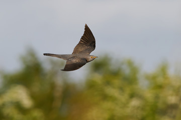 Common cuckoo (Cuculus canorus) in its natural enviroment