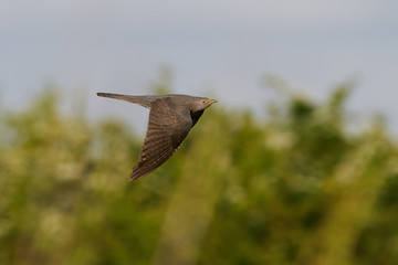 Common cuckoo (Cuculus canorus) in its natural enviroment